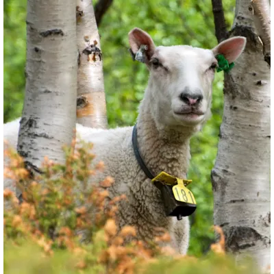 Saltslikkestein Giesesalt 10 kg