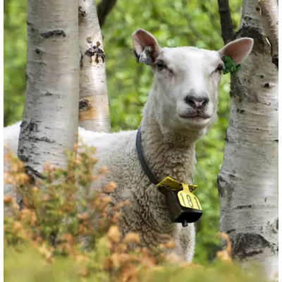 Saltslikkestein Giesesalt 10 kg