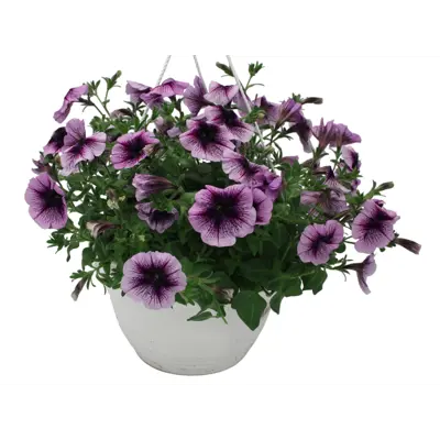Superpetunia ampel, bilde 2