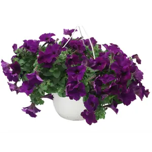 Superpetunia ampel