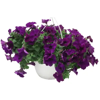 Superpetunia ampel