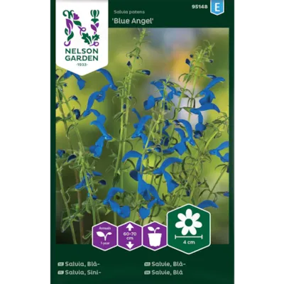 Frø blåsalvie Blue Angel