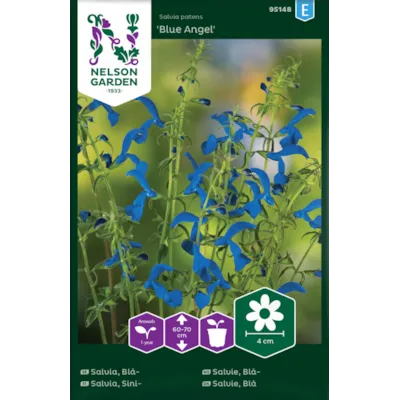 Frø blåsalvie Blue Angel, bilde 2