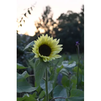 Frø solsikke Buttercream, bilde 3