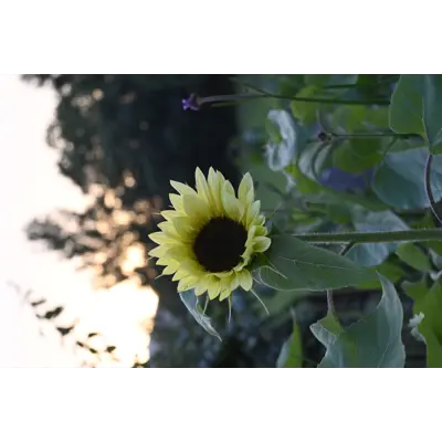 Frø solsikke Buttercream, bilde 3
