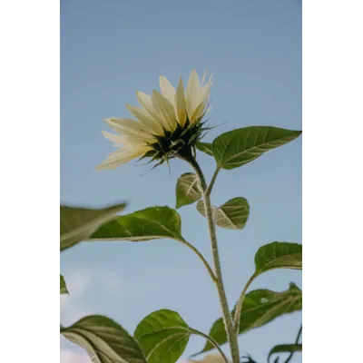 Frø solsikke Buttercream, bilde 2