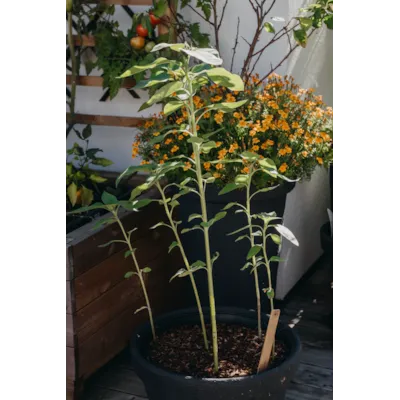 Frø solsikke Buttercream, bilde 4