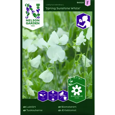 Frø blomsterert Spring Sunshine White