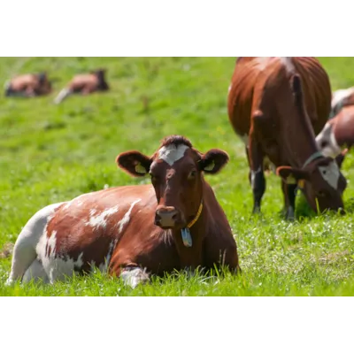 Mjølk Låg, bilde 2