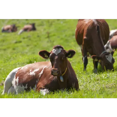Natura Mjølk Låg, bilde 2