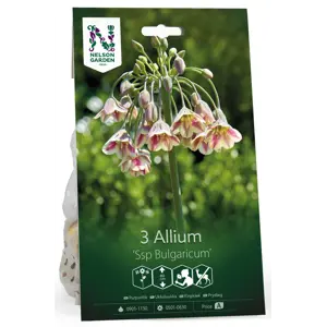 Høstløk kirgisløk Ssp Bulgaricum