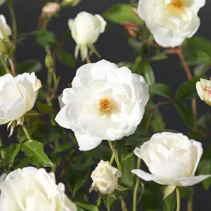 Rose Schneewittchen