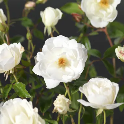 Rose Schneewittchen