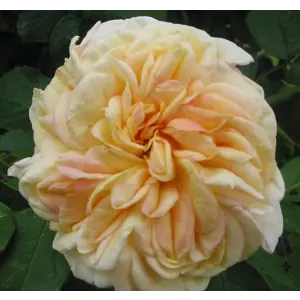 Rose Alchymist