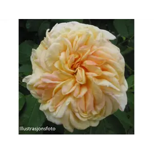 Rose Alchymist