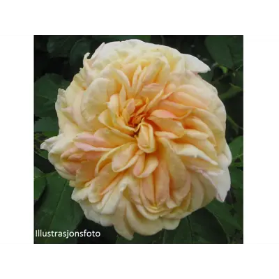Rose Alchymist