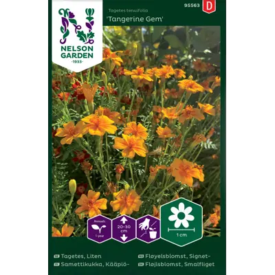 Frø signetfløyelsblomst Tangerine Gem