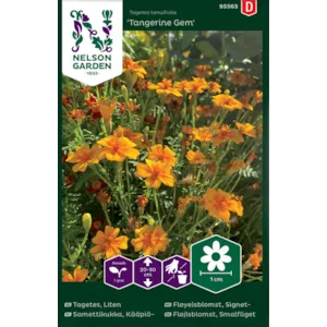 Frø signetfløyelsblomst Tangerine Gem