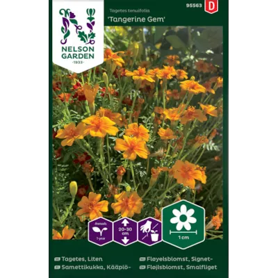 Frø signetfløyelsblomst Tangerine Gem