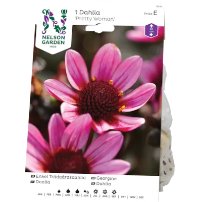 Vårløk georgine Pretty Woman