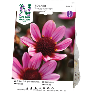 Vårløk georgine Pretty Woman