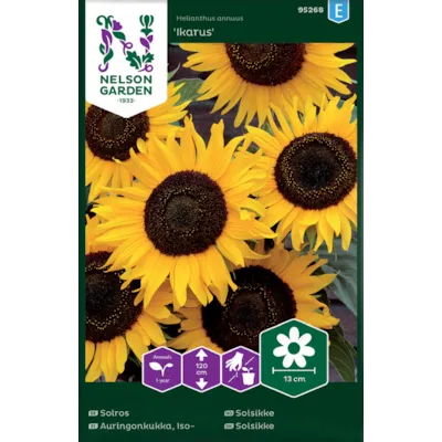 Frø solsikke Ikarus