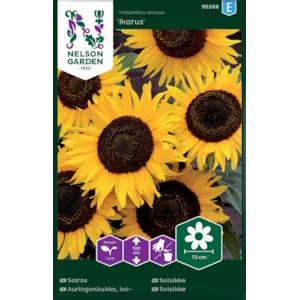 Frø solsikke Ikarus