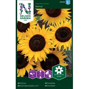 Frø solsikke Ikarus