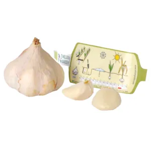 Setteløk hvitløk Messidrome økologisk 1 stk