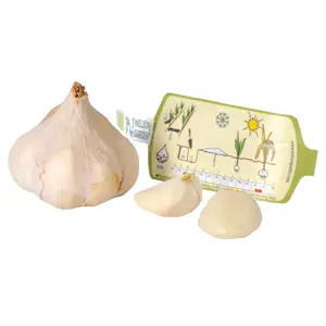 Setteløk hvitløk Messidrome økologisk 1 stk