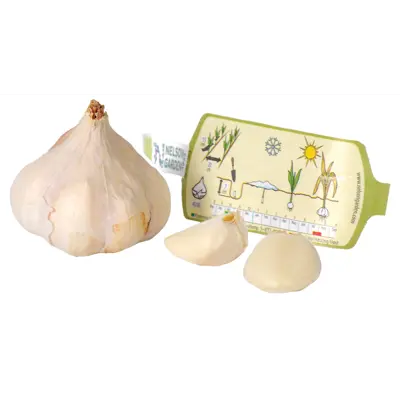 Setteløk hvitløk Messidrome økologisk 1 stk