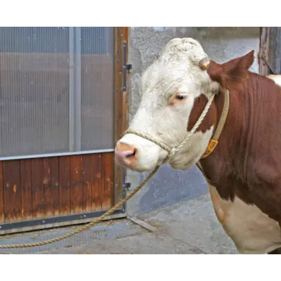 Tau til storfe 5 m, bilde 2