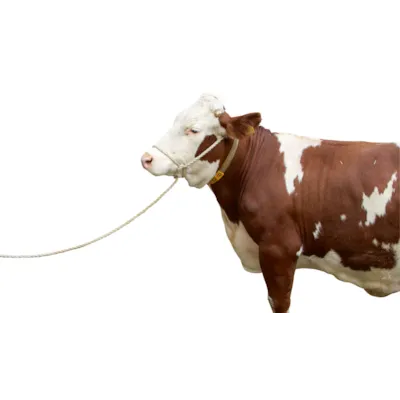 Tau til storfe 5 m, bilde 3