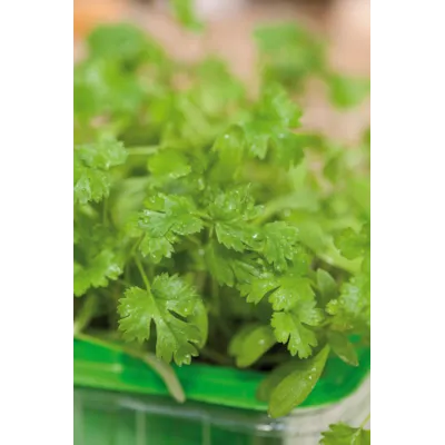 Frø koriander MicroLeaf, bilde 2