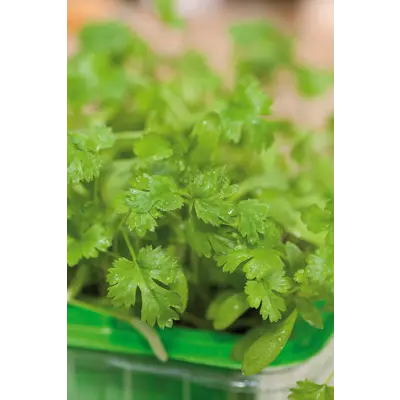 Frø koriander MicroLeaf, bilde 2