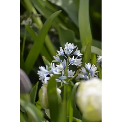 Høstløk stjernevårpryd, bilde 2