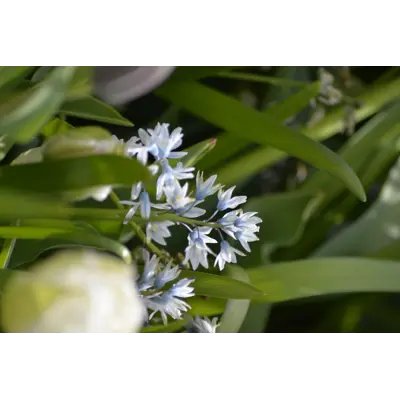 Høstløk stjernevårpryd, bilde 2