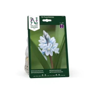 Høstløk stjernevårpryd