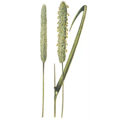 Frøblanding Spire Timotei Lidar 10 kg, bilde 2