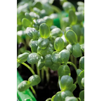 Frø solsikke MicroLeaf økologisk, bilde 2