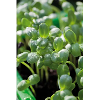 Frø solsikke MicroLeaf økologisk, bilde 2