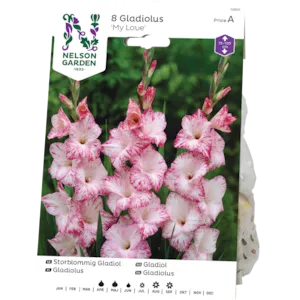 Vårløk gladiol My Love