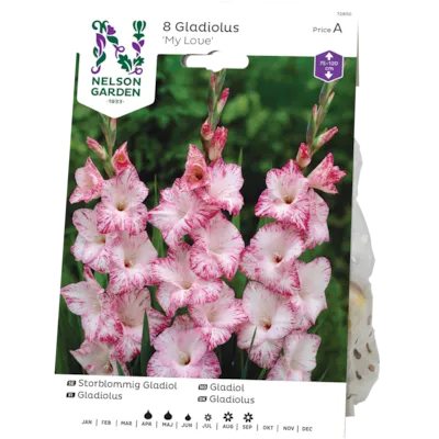 Vårløk gladiol My Love