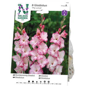 Vårløk gladiol My Love