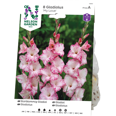 Vårløk gladiol My Love