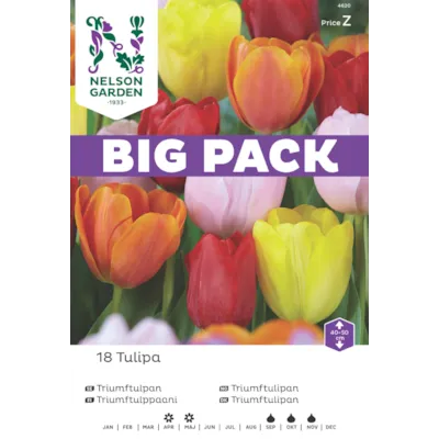 Høstløk triumftulipan, bilde 3