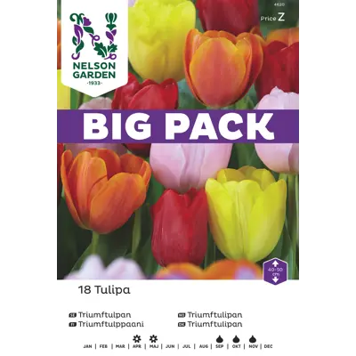 Høstløk triumftulipan, bilde 3