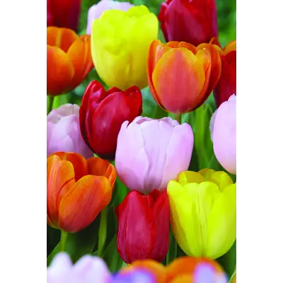 Høstløk triumftulipan, bilde 2