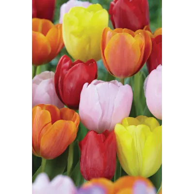 Høstløk triumftulipan, bilde 2