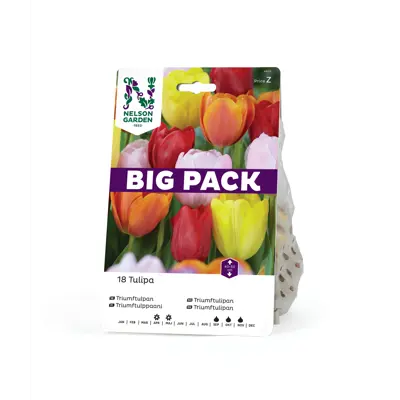 Høstløk triumftulipan